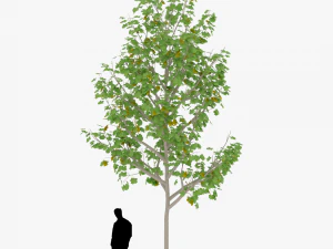 albero 3 Modello 3D