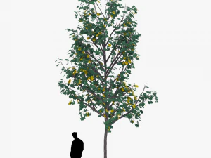albero 3 Modello 3D