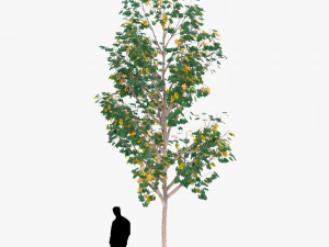 albero 3 Modello 3D