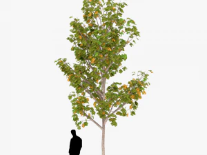 albero 3 Modello 3D