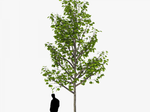 tree 3 3D Model