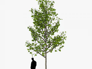 albero 3 Modello 3D