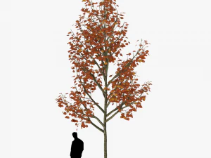 albero 3 Modello 3D