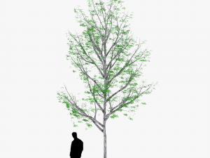 tree 3 3D Model