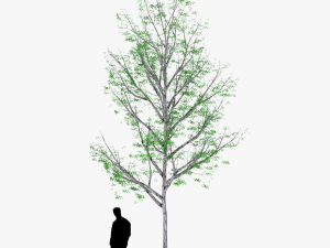 albero 3 Modello 3D