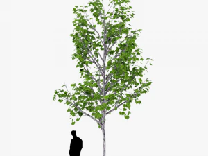 albero 3 Modello 3D