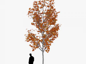 albero 3 Modello 3D