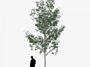 tree 3 3D Model