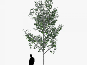 albero 3 Modello 3D