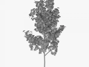 albero 3 Modello 3D