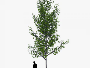 tree 4 3D Model