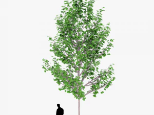 tree 4 3D Model