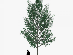tree 4 3D Model