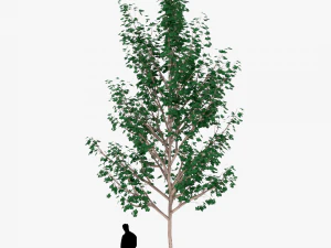 tree 4 3D Model