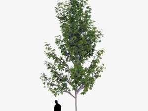 tree 4 3D Model