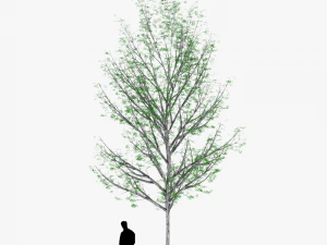 tree 4 3D Model