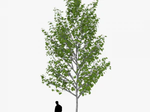 tree 4 3D Model