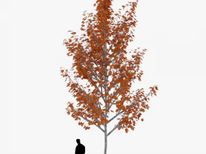 tree 4 3D Model