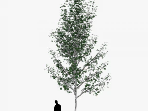 tree 4 3D Model