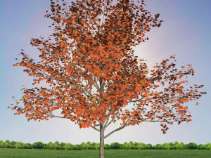 tree 1-with 24 preset materials 3Dモデル