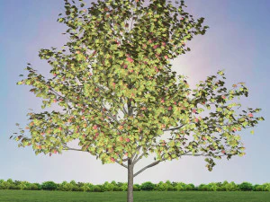 tree 1-with 24 preset materials 3D Model