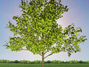 tree 1-with 24 preset materials 3D Model