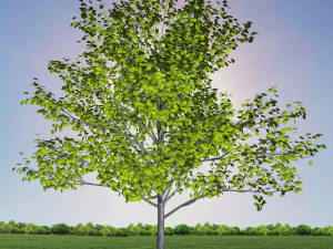 tree 1-with 24 preset materials 3D Model