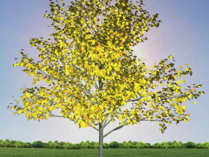tree 1-with 24 preset materials 3D Model