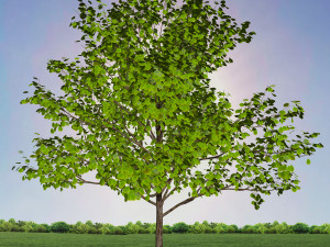 tree 1-with 24 preset materials 3D Model