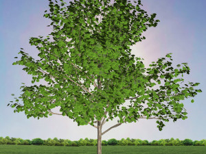 tree 1-with 24 preset materials 3D Model