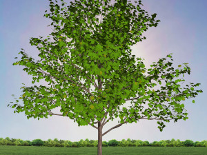 tree 1-with 24 preset materials 3D Model
