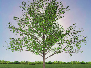tree 1-with 24 preset materials 3D Model