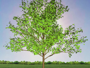 tree 1-with 24 preset materials 3D Model