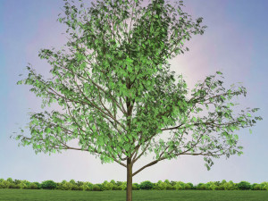 tree 1-with 24 preset materials 3D Model