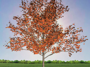 tree 1-with 24 preset materials 3D Model