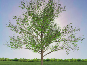 tree 1-with 24 preset materials 3D Model