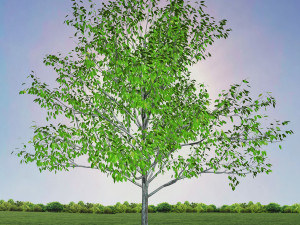 tree 1-with 24 preset materials 3D Model