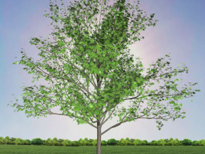 tree 1-with 24 preset materials 3D Model