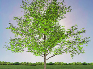 tree 1-with 24 preset materials 3D Model