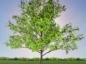 tree 1-with 24 preset materials 3D Model