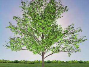 tree 1-with 24 preset materials 3D Model
