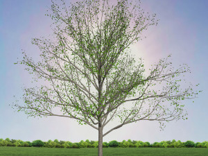 tree 1-with 24 preset materials 3D Model