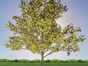 tree 1-with 24 preset materials 3D Model