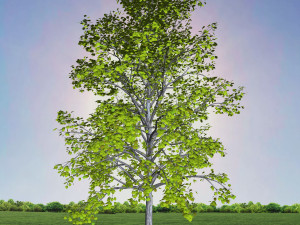 tree 2-with 24 preset materials 3D Model