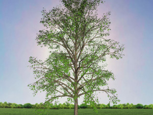 tree 2-with 24 preset materials 3D Model