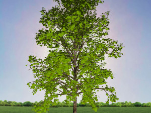 tree 2-with 24 preset materials 3D Model