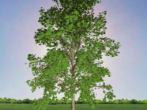 tree 2-with 24 preset materials 3D Model