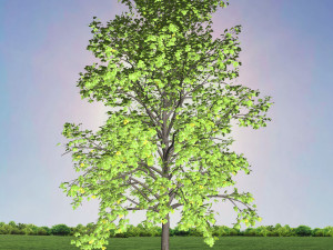 tree 2-with 24 preset materials 3D Model