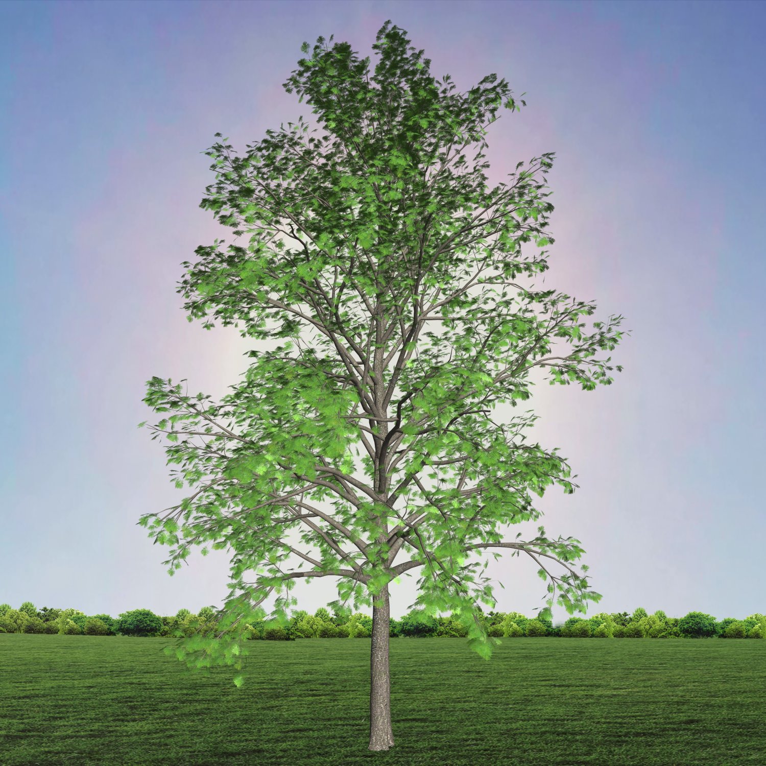 Her tree. Одинокое большое дерево. Дерево Копак. Мирное дерево. Футаж дуб