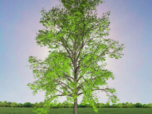 tree 2-with 24 preset materials 3D Model